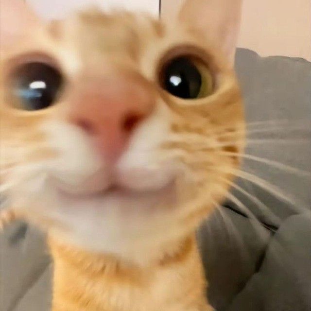 Goofy Cat