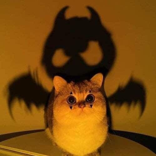 Bat Cat